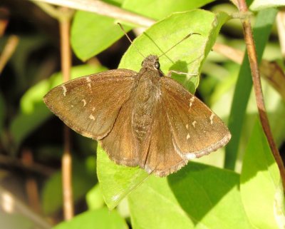Confused Cloudywing