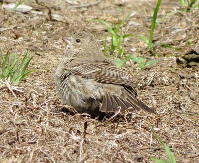 House Finch