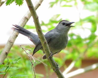 Gray Catbird