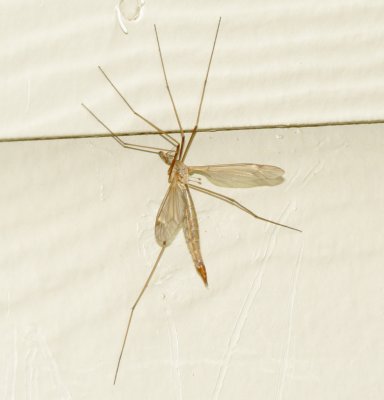 Large Crane Fly Species