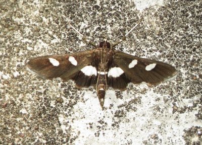 Genus Desmia