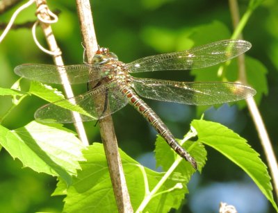 Swamp Darner