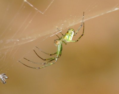 Orchard Orbweaver