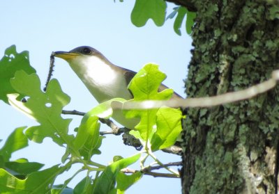 Yellow-Billed Cuckoo
