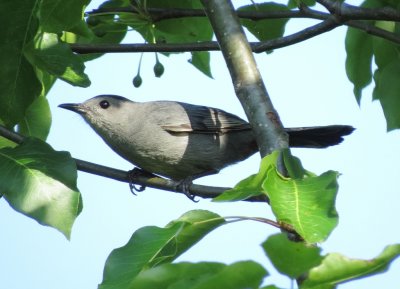 Gray Catbird
