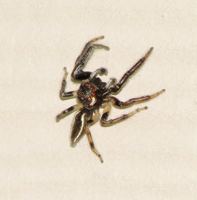 Sylvan Jumping Spider
