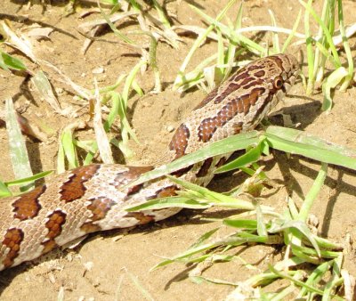 Prairie Kingsnake