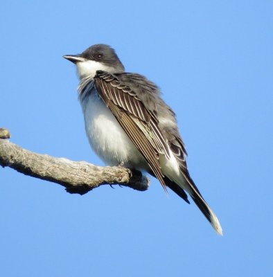 Eastern Kingbird