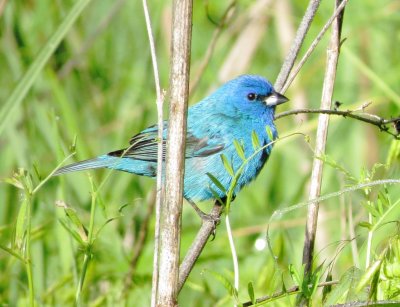 Indigo Bunting