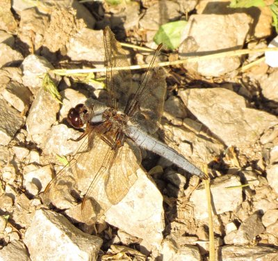 Blue Corporal