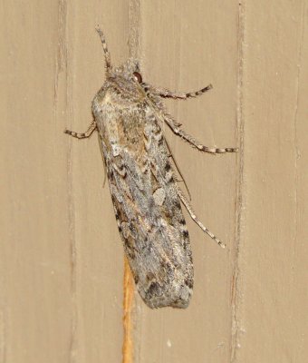 Subtribe Agrotina