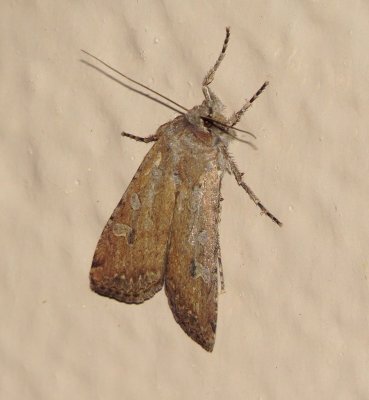 Family Noctuidae