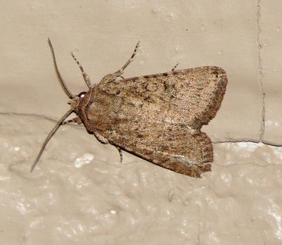 Family Noctuidae