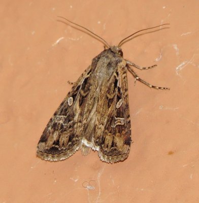 Tribe Noctuini