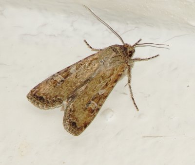 Tribe Noctuini