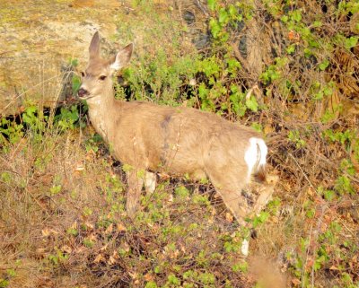 Mule Deer