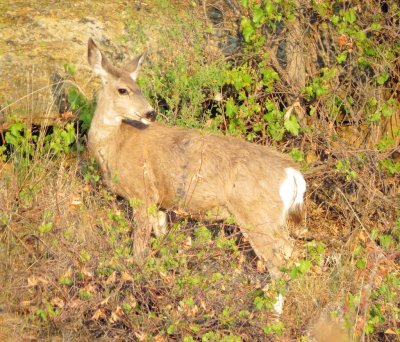 Mule Deer