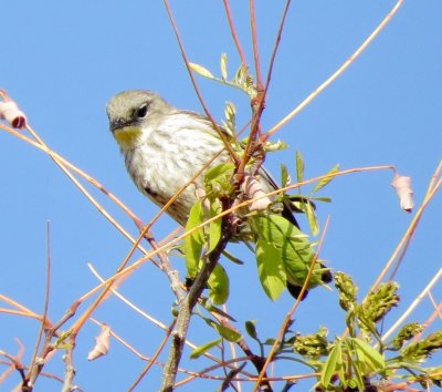 Possible Audubon's X Myrtle Warbler