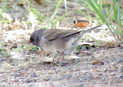 Dark-Eyed Junco