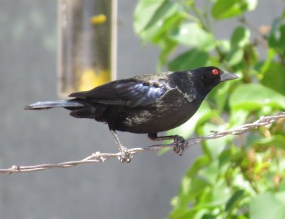 Bronzed Cowbird