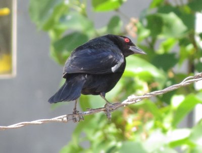 Bronzed Cowbird