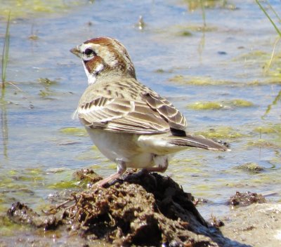 Lark Sparrow