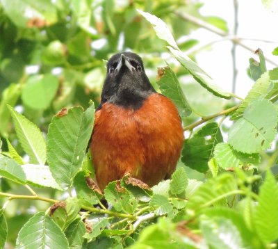 Orchard Oriole