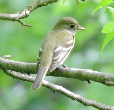 Empidonax Species
