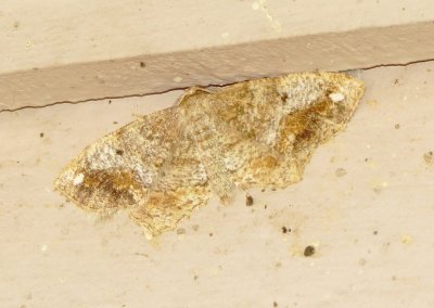 Genus Hypagyrtis