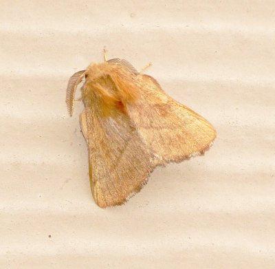 Forest Tent Caterpillar Moth