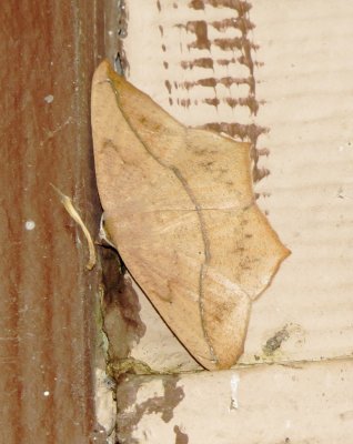 Large Maple Spanworm Moth