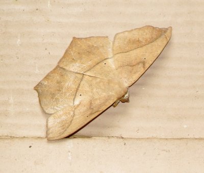Large Maple Spanworm Moth