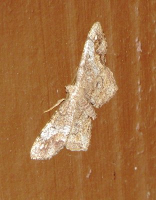 Genus Hypagyrtis