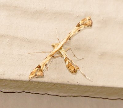 Artichoke Plume Moth