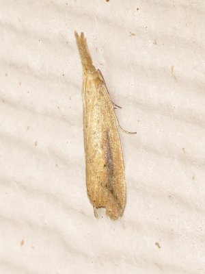 Delightful Donacaula Moth