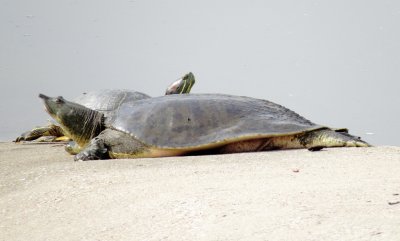 Spiny Softshell Turtle