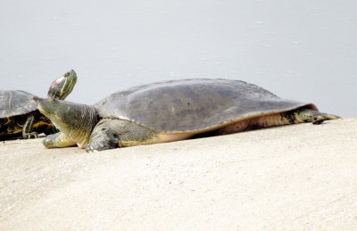 Spiny Softshell Turtle