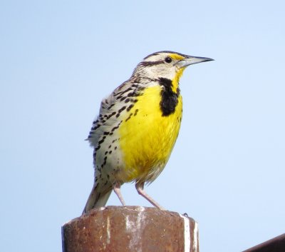 Eastern Meadowlark