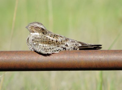 Common Nighthawk