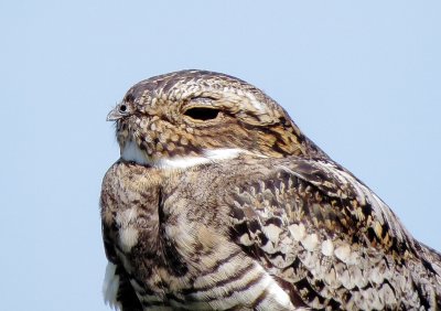 Common Nighthawk