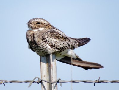 Common Nighthawk