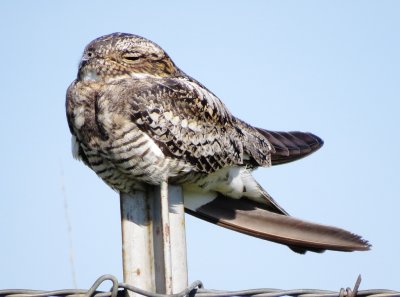 Common Nighthawk