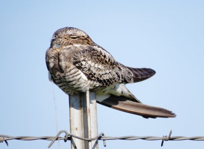 Common Nighthawk
