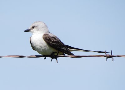 Scissor-Tailed Flycatcher