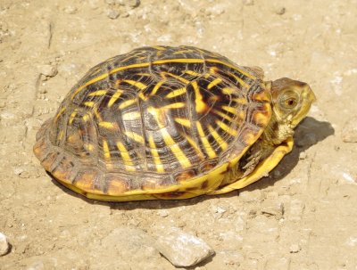 Ornate Box Turtle