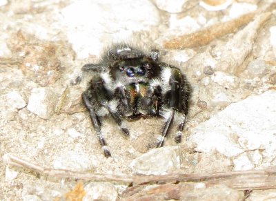 Bold Jumping Spider