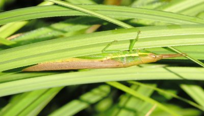 Cattail Toothpick Grasshopper