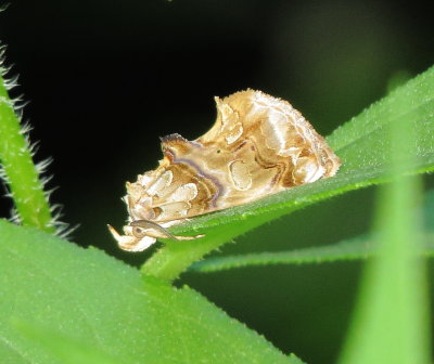 Moonseed Moth
