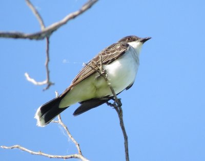 Eastern Kingbird