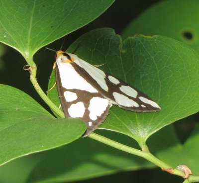 Reversed Haploa Moth